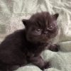 Emerald Coast Persians - Available: Black Sabbath