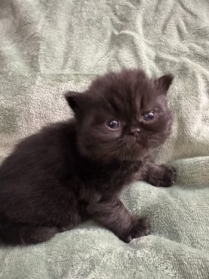 Emerald Coast Persians - Available: Black Sabbath