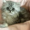 Emerald Coast Persians - Available: Lolita