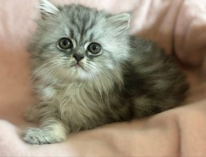 Emerald Coast Persians - Available: Lolita