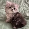Emerald Coast Persians - Available: Merlin