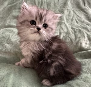 Emerald Coast Persians - Available: Merlin