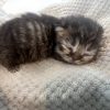 Emerald Coast Persians - Available: Pecan