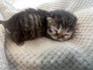 Emerald Coast Persians - Available: Pecan
