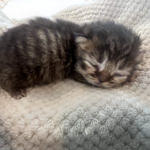 Available: Pecan