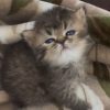 Emerald Coast Persians - Available: Pecan