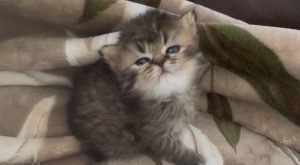 Emerald Coast Persians - Available: Pecan