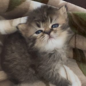Available: Pecan