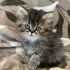 Available: Pecan 2 Emerald Coast Persians - Available: Pecan