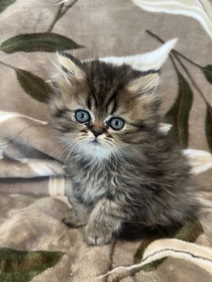 Available: Pecan 1 Emerald Coast Persians - Available: Pecan