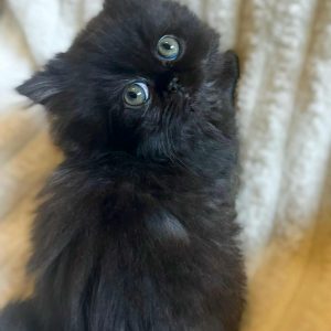 Available: Lady Raven