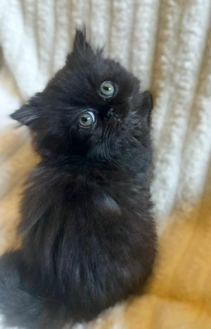 Emerald Coast Persians - Available: Lady Raven