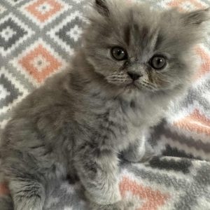 Adopted: Indigo