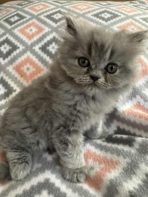 Emerald Coast Persians - Adopted: Indigo