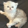 Emerald Coast Persians - Available: Peter