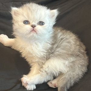 Available: Peter