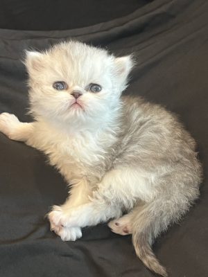 Emerald Coast Persians - Available: Peter