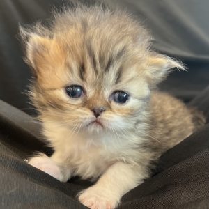 Available: Percy