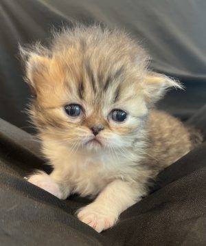 Emerald Coast Persians - Available: Percy