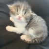 Emerald Coast Persians - Available: Patrick