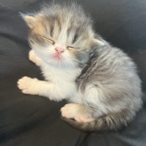 Available: Patrick