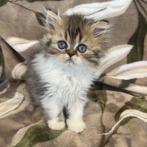 Available: Percy