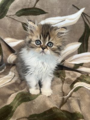 Emerald Coast Persians - Available: Percy