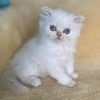 Emerald Coast Persians - Adopted: Wynter