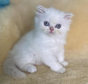 Emerald Coast Persians - Adopted: Wynter