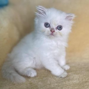 Adopted: Wynter