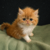 Emerald Coast Persians - Available: Sunkist