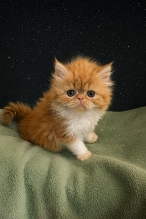 Emerald Coast Persians - Available: Sunkist