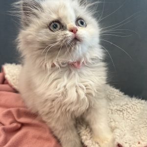 Available: Lilly