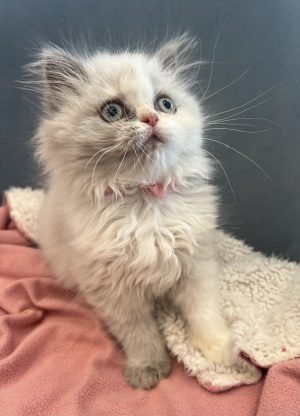 Emerald Coast Persians - Available: Lilly