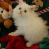 Emerald Coast Persians - Available: Friend