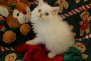 Emerald Coast Persians - Available: Friend
