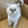 Emerald Coast Persians - Available: China