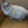 Emerald Coast Persians - Available: Lilly