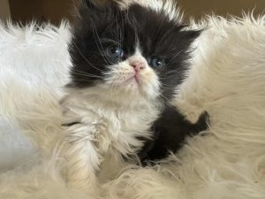 Emerald Coast Persians - Available: Rosie