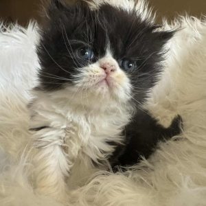 Available: Rosie