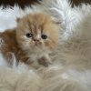 Emerald Coast Persians - Available: Sunkist