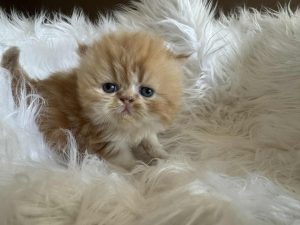 Emerald Coast Persians - Available: Sunkist