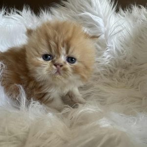 Available: Sunkist