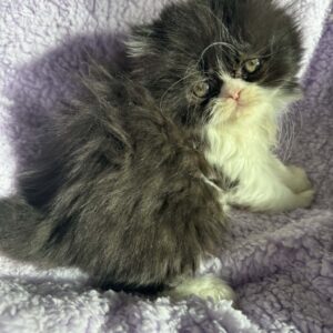 Persians 2 Available Updated 12-16: Rosie