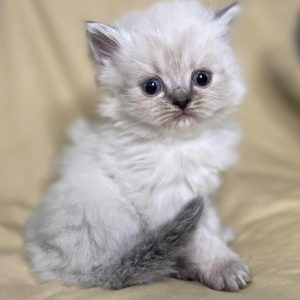 Available: Melody