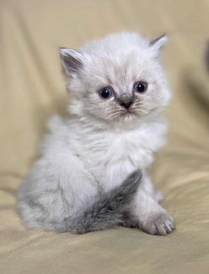 Emerald Coast Persians - Available: Melody