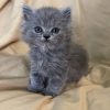 Emerald Coast Persians - Available: Rafiki