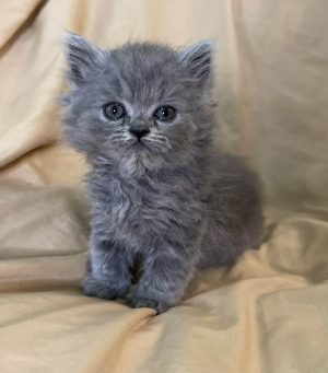 Emerald Coast Persians - Available: Rafiki