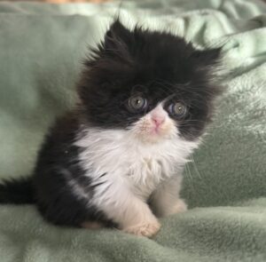 Emerald Coast Persians - Available: Rosie