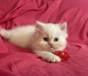 Emerald Coast Persians - Available: Friend